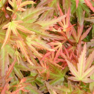 Acer palmatum Wilson's Pink Dwarf - Japanese Maple