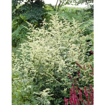 Artemisia lactiflora 'Guizhou'