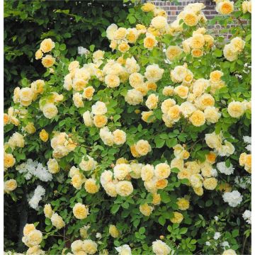 Rose Gardeners Glory - Climbing Rose