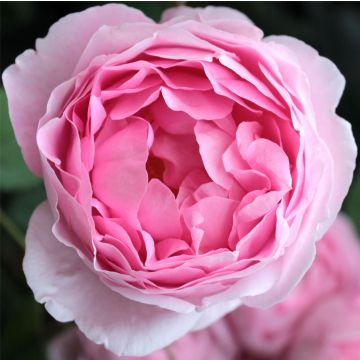 Rose Constance Spry - Climbing Rose