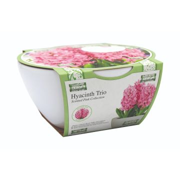 Ribbon Hyacinth Bowl Grow Set