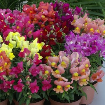 Snapdragon - Antirrhinum - Dwarf Bedding Blend