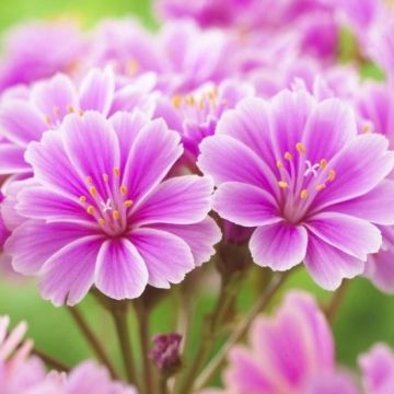 Lewisia cotyledon Little Plum