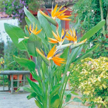 Strelitzia reginae - Bird of Paradise Plant