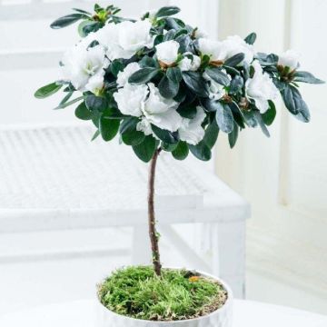 Luxury White Flowering indoor Azalea Tree with White Dislay Pot