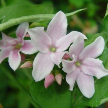 Jasminum x Stephanense - Jasmine