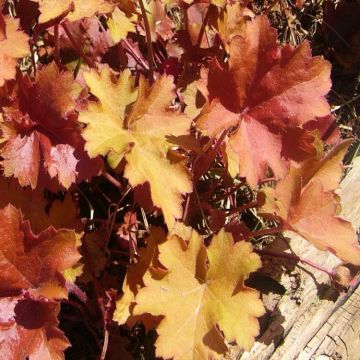 Heuchera 'Creme Brule'