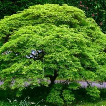 Large Acer Japanese Maple Tree - Emerald Lace