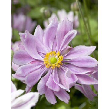 Anemone x hybrida 'Queen Charlotte' - Japanese Anemone