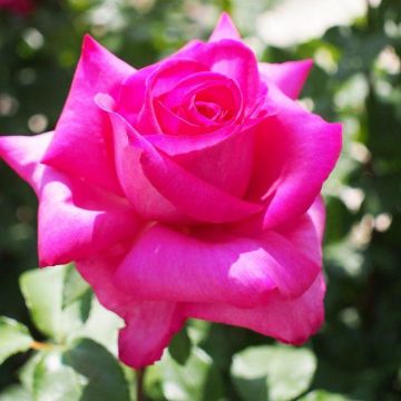 Rose Buxom Beauty - Hybrid Tea Rose