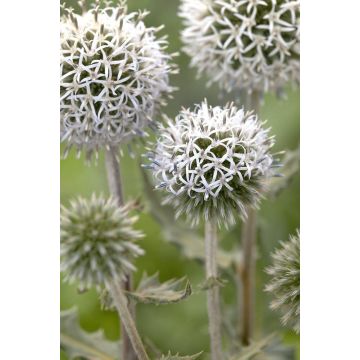 Echinops sphaerocephalus "Arctic Glow" - Arctic Glow Globe Thistle