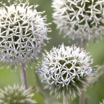 Echinops sphaerocephalus "Arctic Glow" - Arctic Glow Globe Thistle