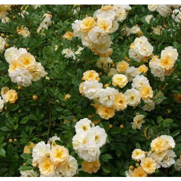 Rose Goldfinch - Multiflora Rambling Rose