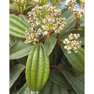 Evergreen Viburnum davidii - Hardy Shrub