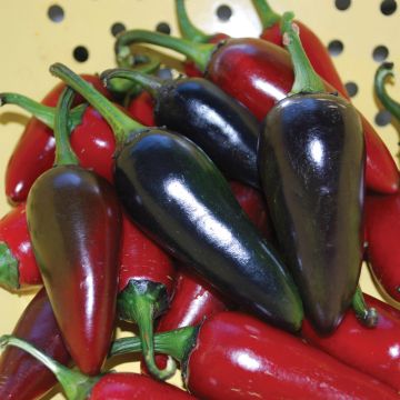 Chilli Pepper Plant 'Hungarian Black'