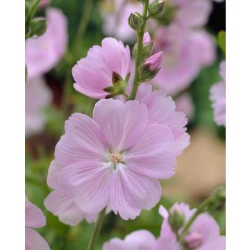 Sidalcea 'Elsie Heugh' - Prairie Mallow