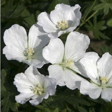 Geranium sanguineum Album