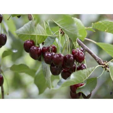 Patio Fruit Tree - Cherry -  Prunus avium Sunburst