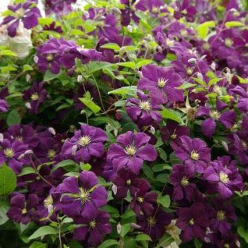 Clematis Etoile Violette - Late Summer Flowering Clematis