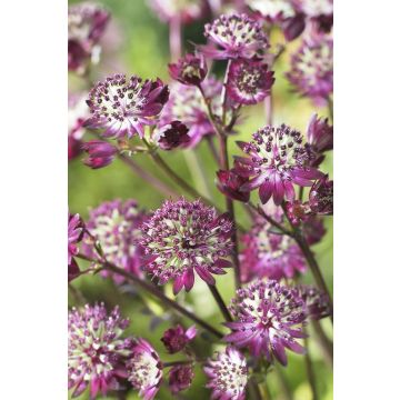 Astrantia 'Dark Shiny Eyes' - Masterwort