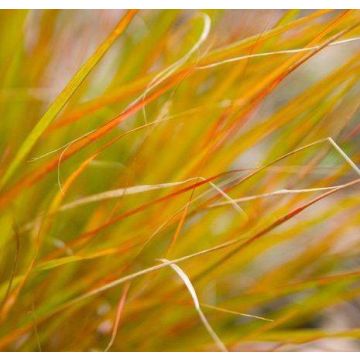 Anemanthele Sirocco - Pheasant's Tail Grass