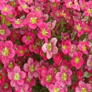 Saxifraga Mossy Red - Saxifrage