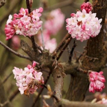 Viburnum bodnantense Charles Lamont - Large Specimen Plant