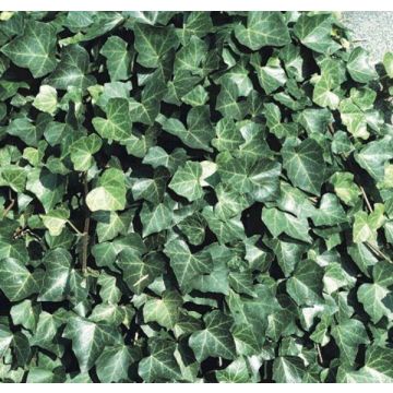 Hedera hibernica - Irish or Boston Ivy - Evergreen Climber