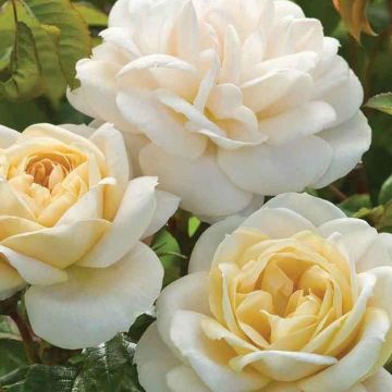 Rose 'Champagne Moment' - Floribunda Bush Rose