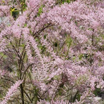 Tamarix Parviflora tetrandra - Tamarisk