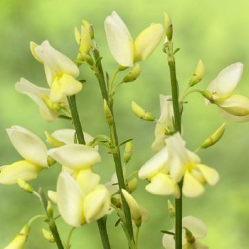 Cytisus praecox - Broom