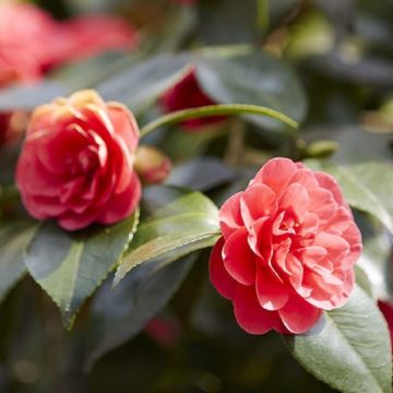 Camellia japonica Lady Campbell