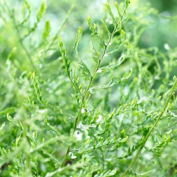 Dryopteris filix-mas Linearis - Many Fingered Male Fern