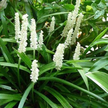 Liriope muscari alba - White Lily Turf