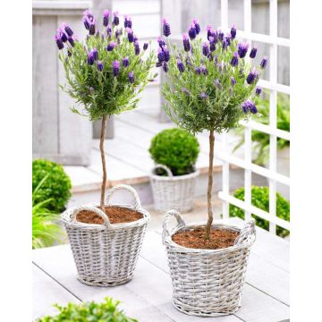 Pair of Beautiful French Lavender Trees