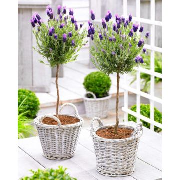 Pair of Beautiful French Lavender Trees in Bud & Bloom