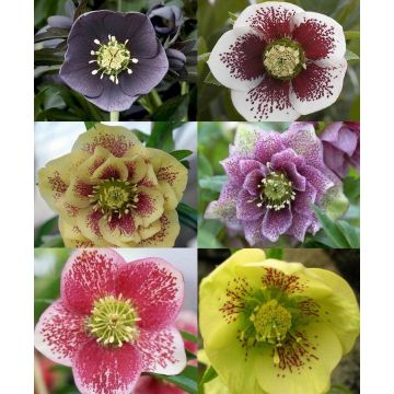 Helleborus Collection of FIVE Orientalis Hellebore Plants