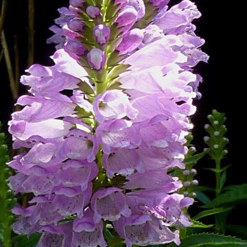 Physostegia virginiana Rosea - Obedient plant