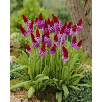 Primula Viallii - Pack of THREE Plants