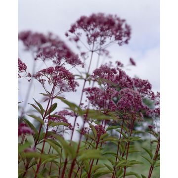 Eupatorium purpureum - Joe Pye Weed