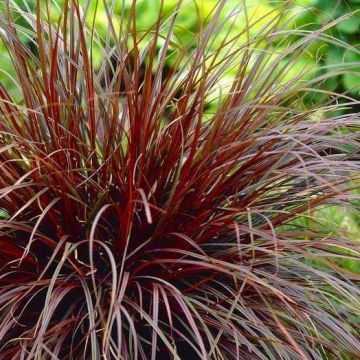 Uncinia rubra - Red Hook Sedge