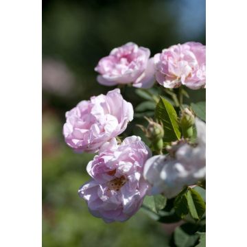 Rose 'Maidens Blush' - Shrub Rose