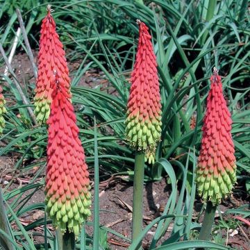 Kniphofia hirsuta Traffic Lights