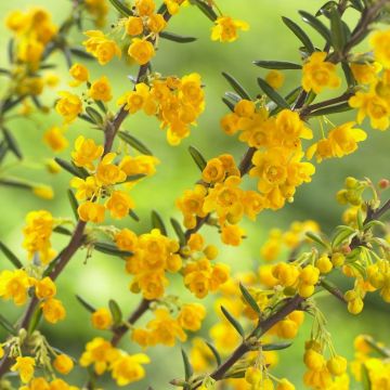 Berberis Stenophylla - Golden Blooming Barberry