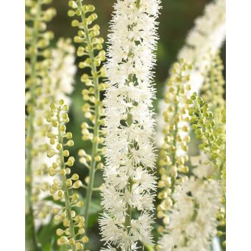 Actaea matsumurae 'White Pearl' (Cimicifuga simplex White Pearl)