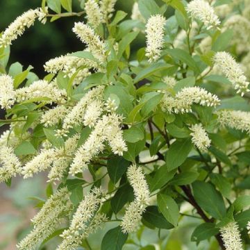 Itea Henry's Garnet ilicifolia - Virginian Willow