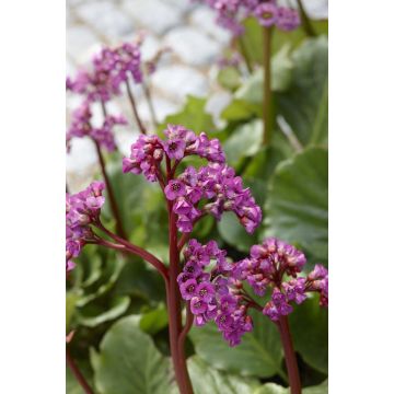 Bergenia cordifolia - Elephants Ears