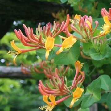 Lonicera x heckrottii Gold Flame - Goldflame Honeysuckle