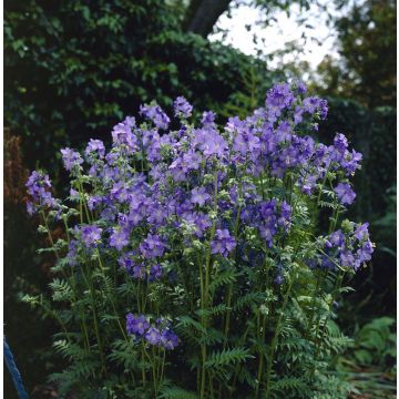 Polemonium caeruleum - Jacob's ladder