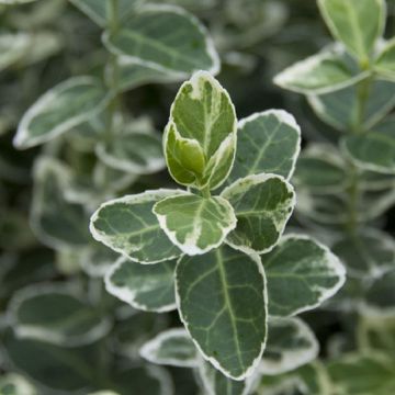 Euonymus fortunei Emerald Gaiety